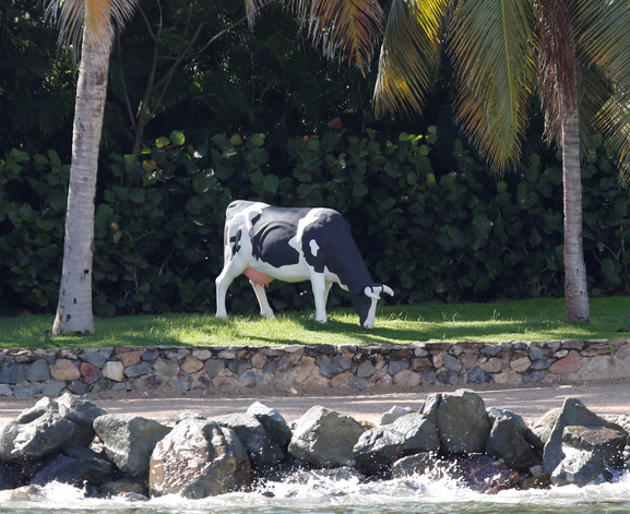 Jeffrey Epstein Island 